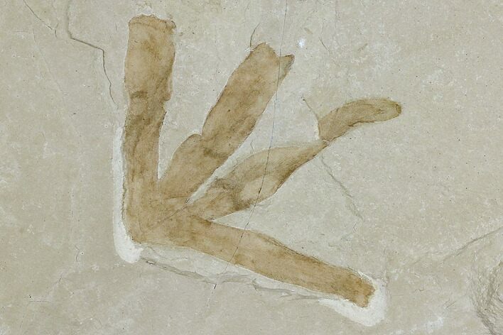Fossil Fern Leaf (Lygodium) - Green River Formation, Utah #117994